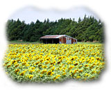 Kansas sunflower fields