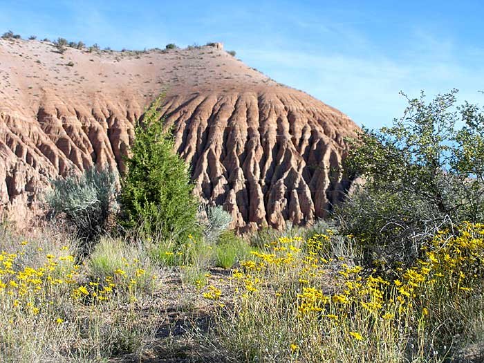 _cathgorflwr_700x525_web.jpg