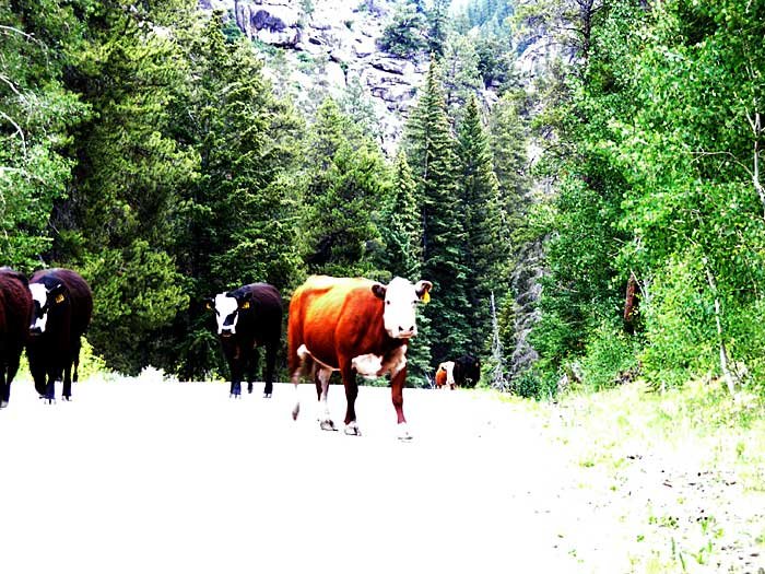 _colorado_700x52514.jpg