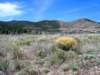 _desertflowr_700x525_web5_small.jpg