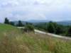 _virginia_700x52520_small.jpg