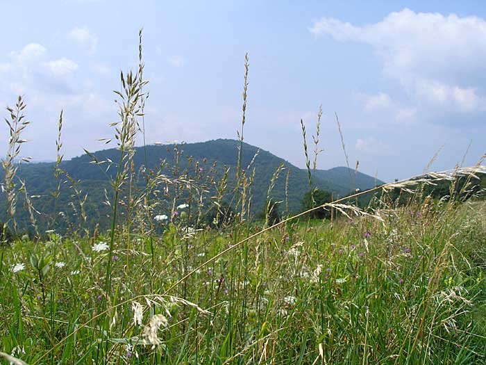 _virginia_700x52522.jpg