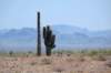 bigcactus_small.jpg