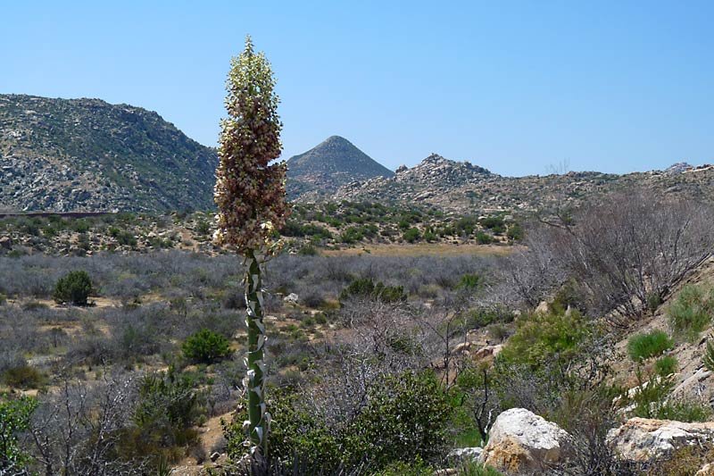 desertlandscape.jpg