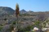 desertlandscape_small.jpg
