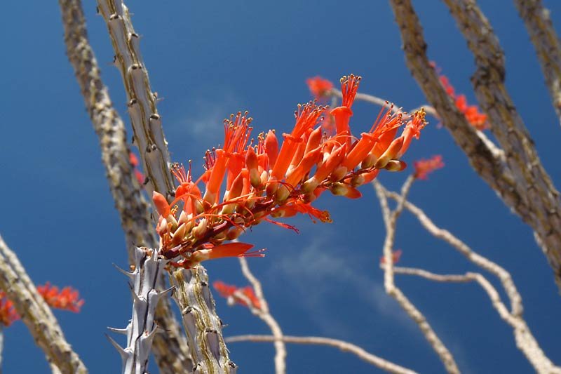 redthornydesertplant.jpg