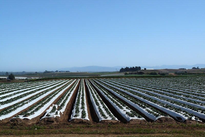 strawberryfieldsforever.jpg