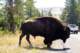 bisoncrossing_small.jpg