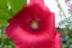 gladiolusupclose_small.jpg