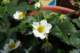 strawberryblossoms_small.jpg